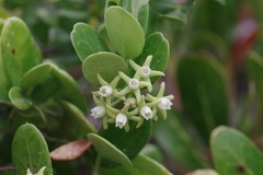 Cynanchum natalitium