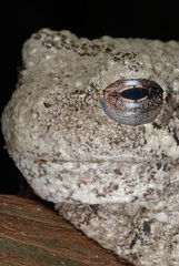 Gray Treefrog photo 4