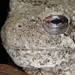 Gray Treefrog - Photo (c) Douglas Goldman, some rights reserved (CC BY), uploaded by Douglas Goldman