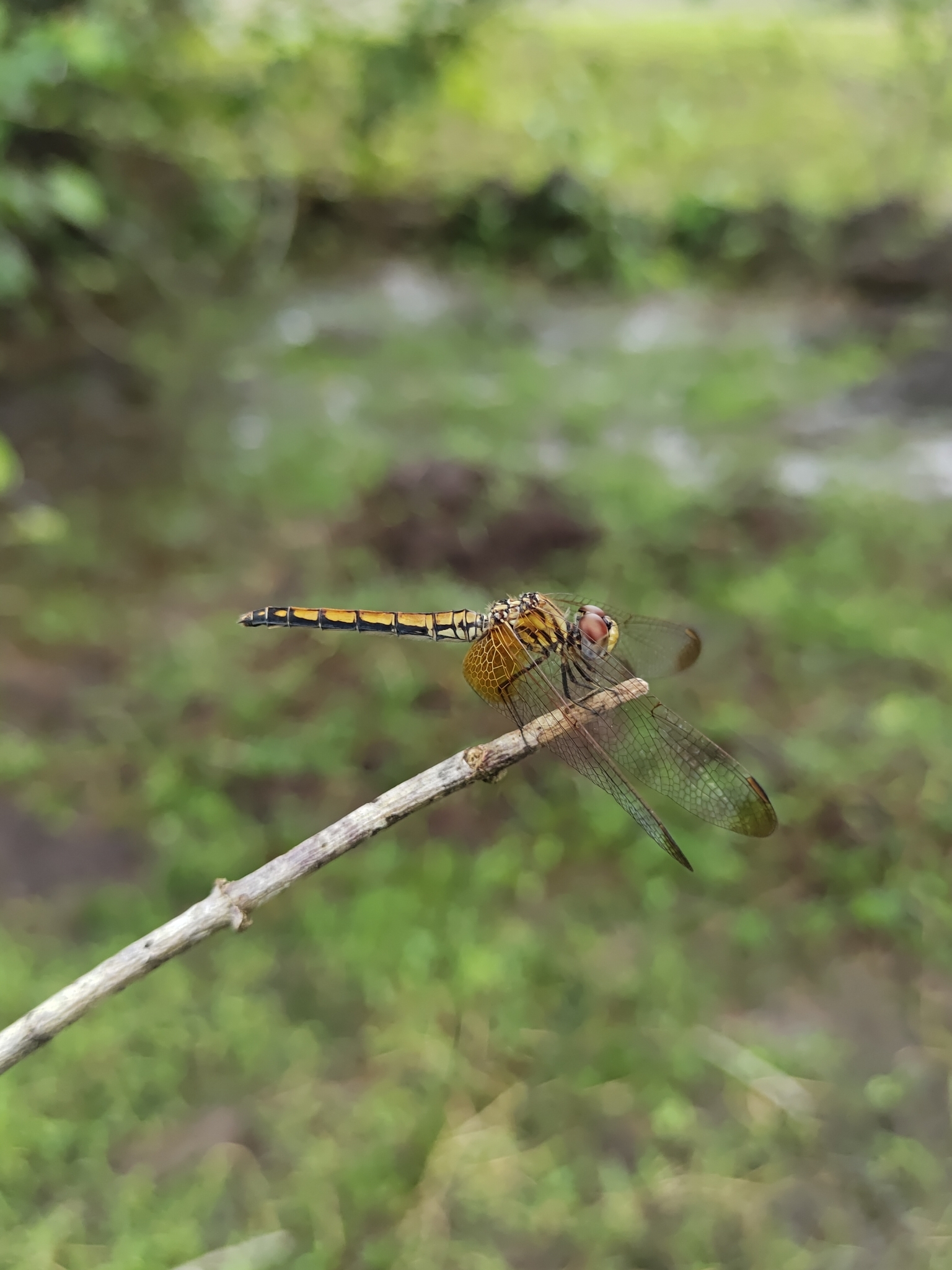 Crimson Marsh Glider