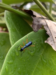 Neocollyris