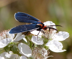 Ctenucha multifaria