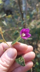 Howittia trilocularis