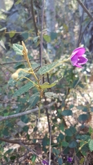 Howittia trilocularis