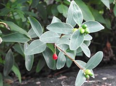 Wikstroemia indica
