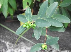 Wikstroemia indica
