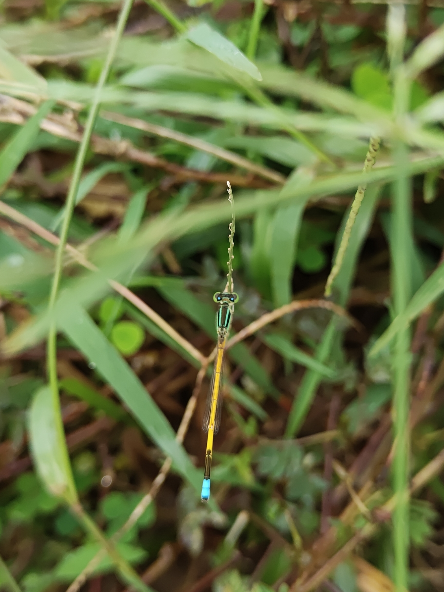Golden Bluetail