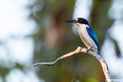 Forest Kingfisher photo 4