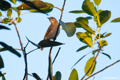 Conopophila albogularis