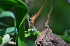Gynandrobrotica lepida