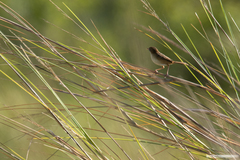 Cisticola exilis