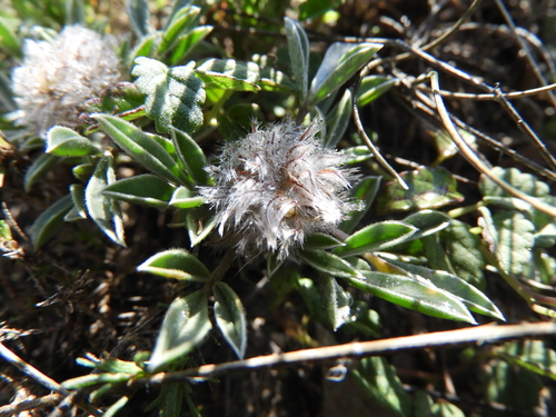 Image of Dalea laniceps by (c) Leticia Jiménez Hernández, some rights reserved (CC BY-SA)