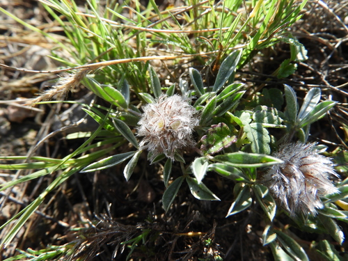 Image of Dalea laniceps by (c) Leticia Jiménez Hernández, some rights reserved (CC BY-SA)