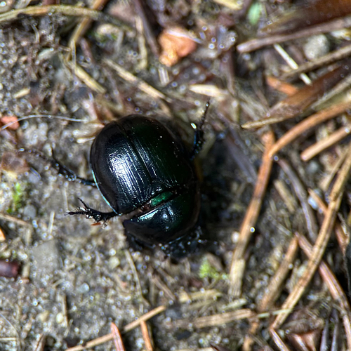 Waldmistkäfer