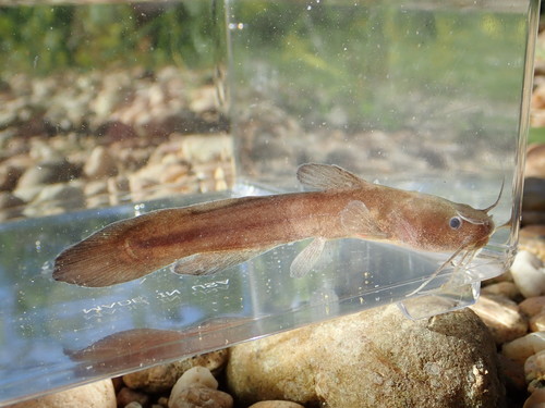 Freckled madtom (Noturus nocturnus) — Ictaluridae — 4
