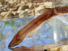 Noturus funebris