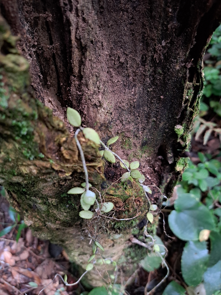 Cẩm cù num – Hoya nummularioides