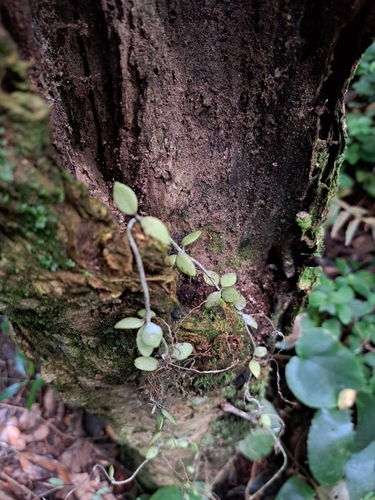 Hoya nummularioides Costantin