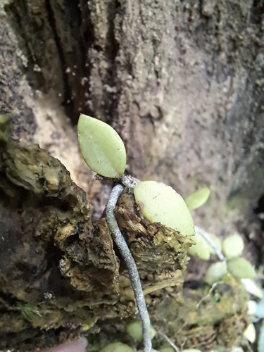 Hoya nummularioides Costantin 2