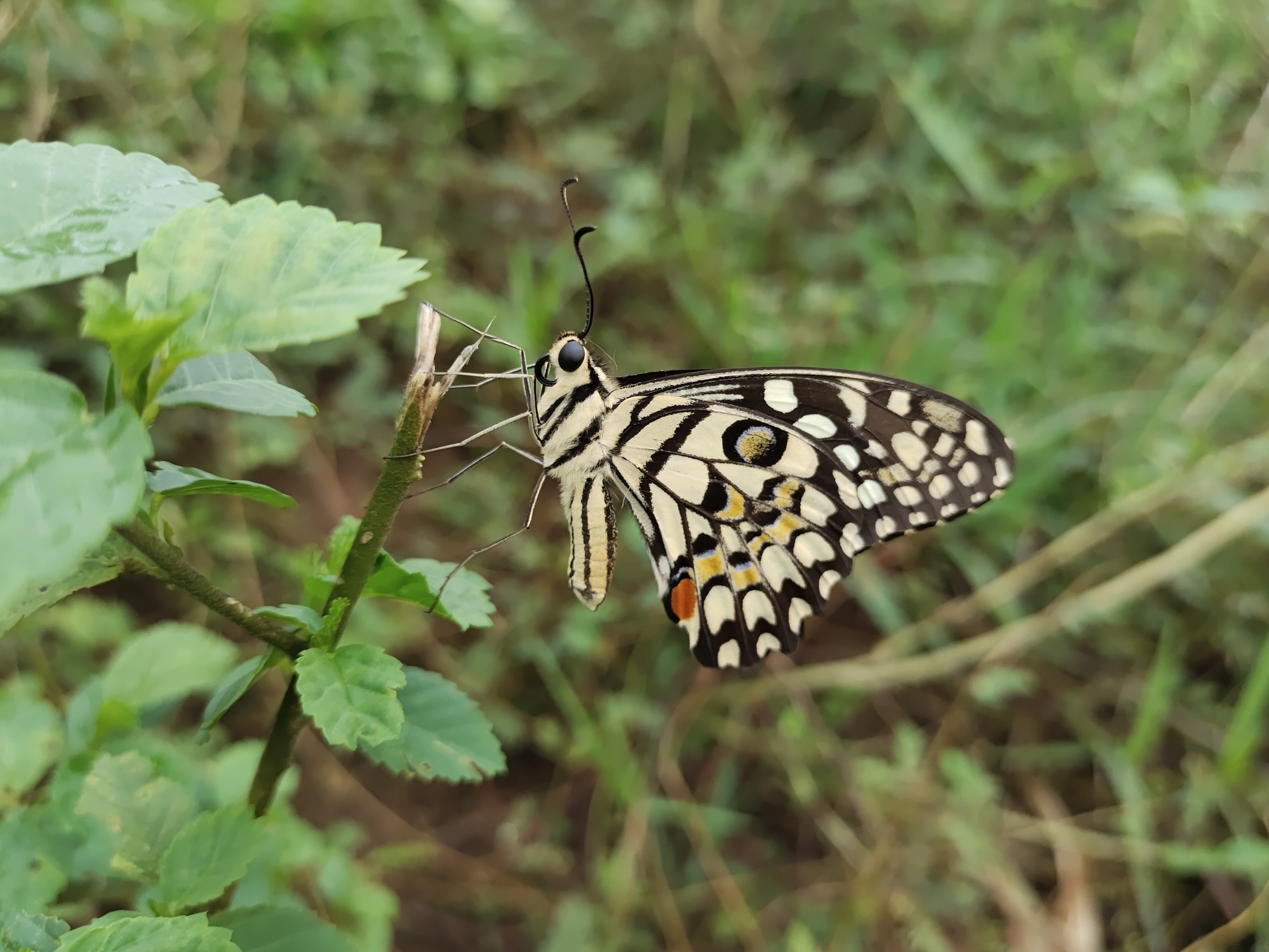 Lime Swallowtail