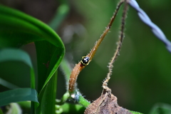 Gynandrobrotica lepida