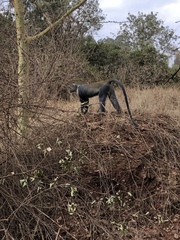 Cercopithecus mitis kolbi