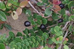 Eugenia capensis capensis