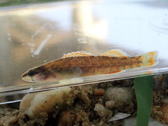 Etheostoma artesiae