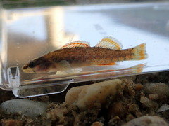 Etheostoma artesiae