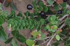 Eugenia capensis capensis