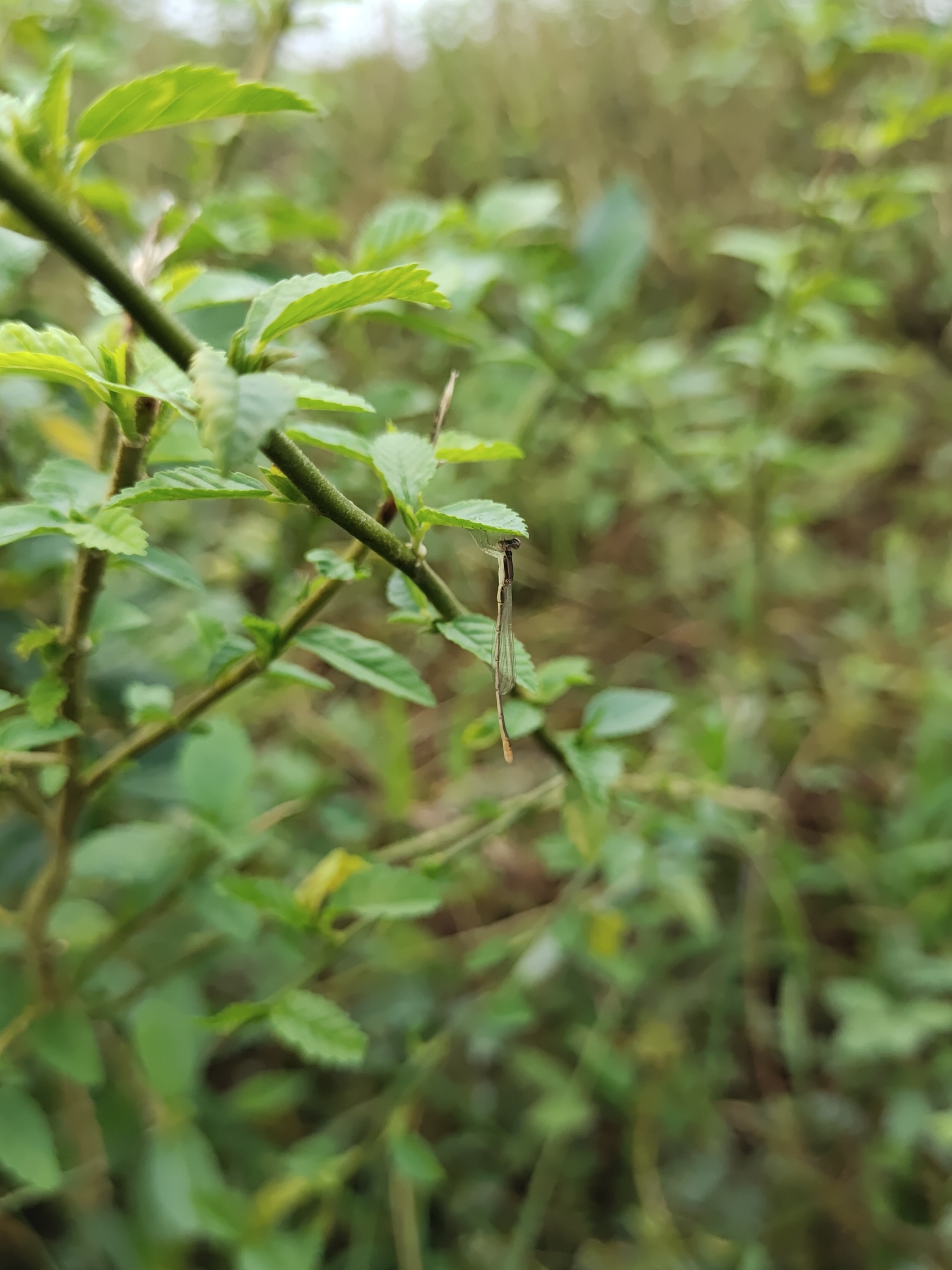 Pygmy Dartlet
