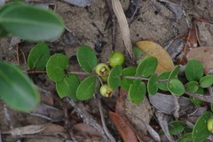 Eugenia capensis capensis