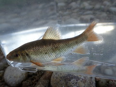 Erimyzon claviformis