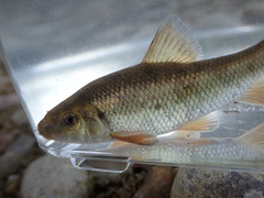 Erimyzon claviformis