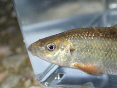 Erimyzon claviformis