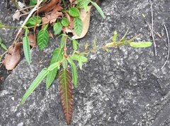 Tadehagi triquetrum