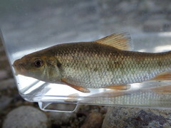 Erimyzon claviformis