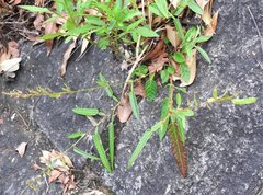 Tadehagi triquetrum