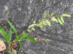 Tadehagi triquetrum