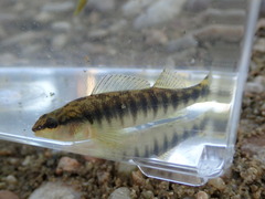 Percina nigrofasciata