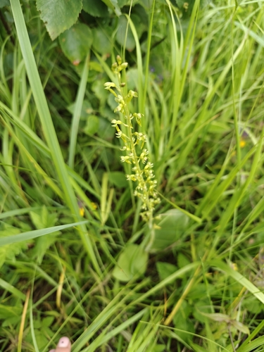 Наблюдение на iNaturalist
