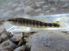 Percina nigrofasciata