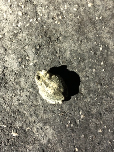iNaturalist observation photo of Red-spotted Toad