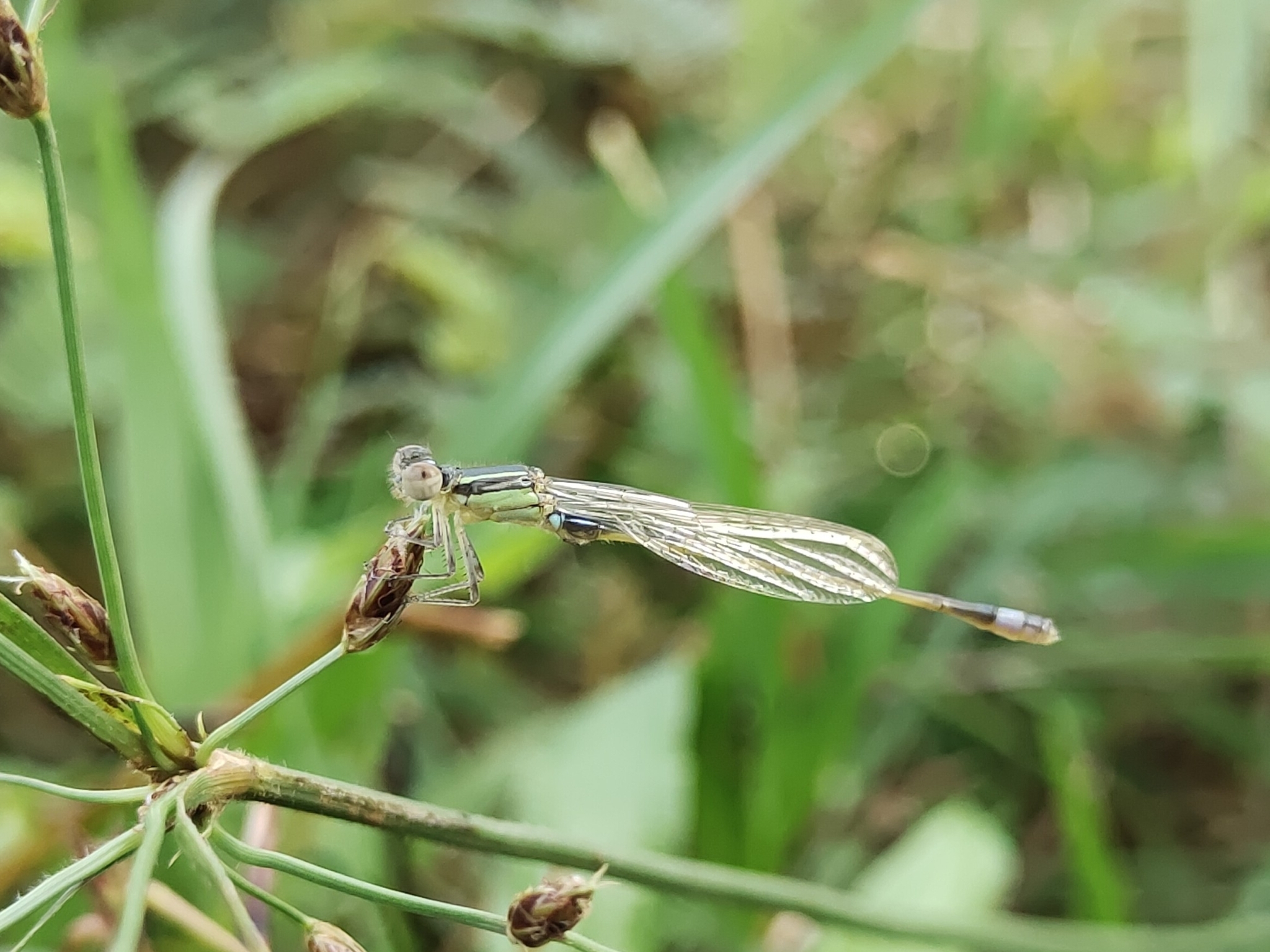 Tropical Bluetail