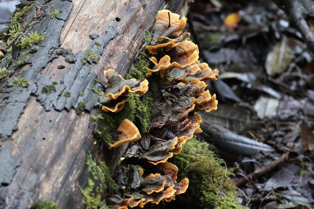 Stereum ostrea · June 2025 · photo: © andrewholle (iNaturalist, CC)
