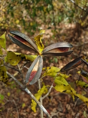 Loeseneriella