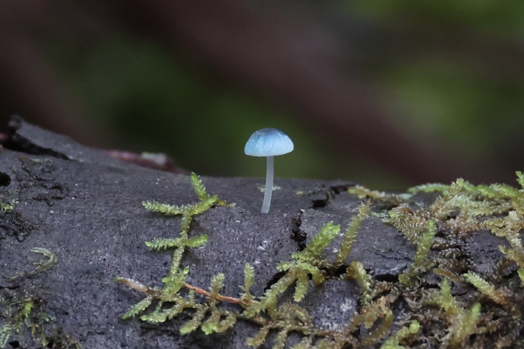 Mycena interrupta · June 2025 · photo: © andrewholle (iNaturalist, CC)