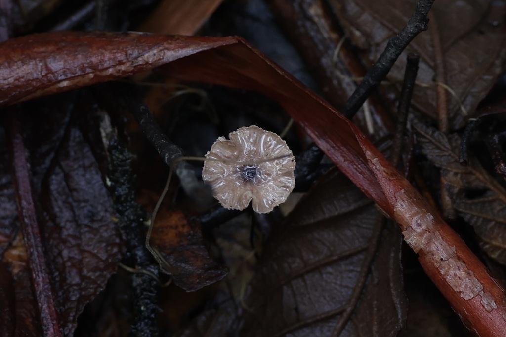 Mycena cystidiosa · June 2025 · photo: © andrewholle (iNaturalist, CC)
