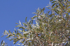 Acacia cambagei