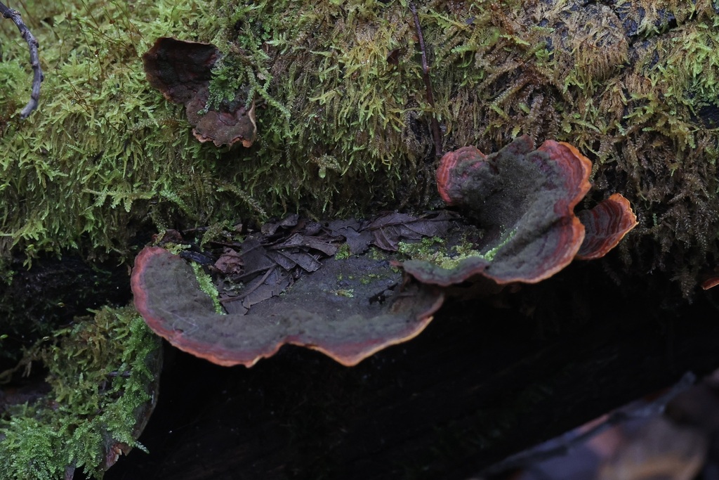 Stereum ostrea · June 2025 · photo: © andrewholle (iNaturalist, CC)